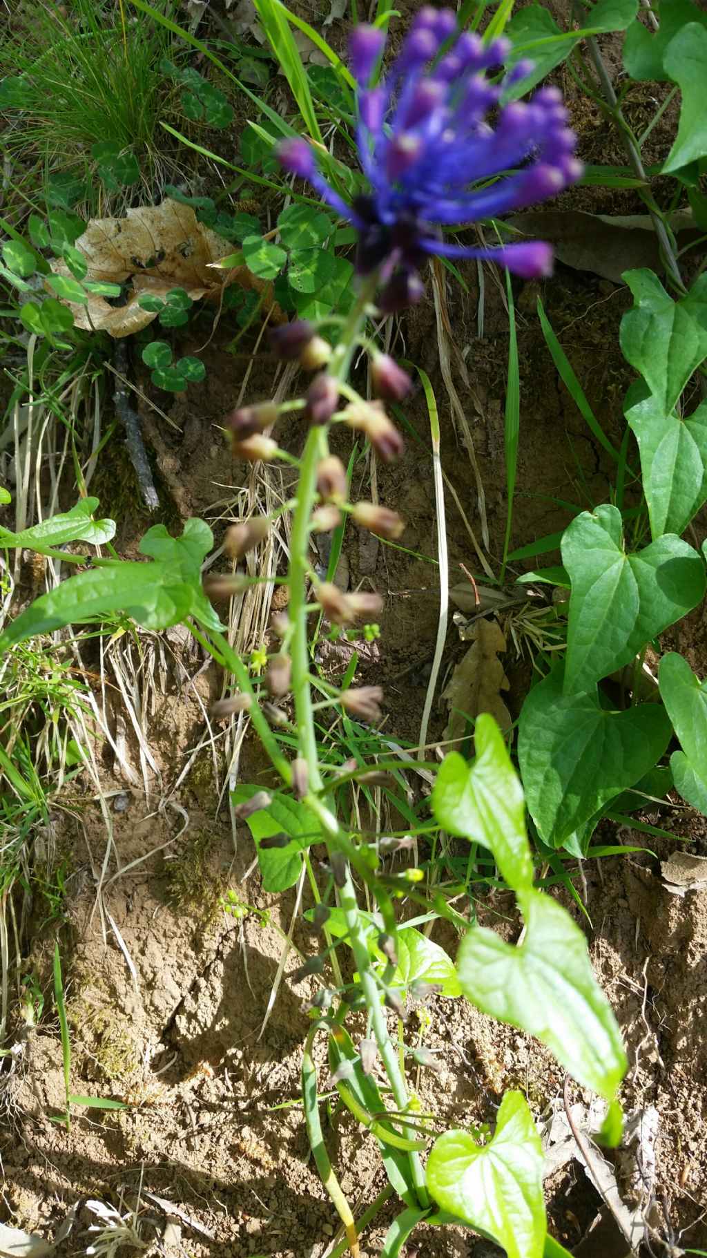 Muscari comosum (L.) Mill. (Asparagaceae)